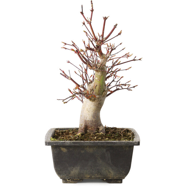 Acer palmatum, 26 cm, ± 15 jaar oud