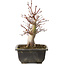 Acer palmatum, 26 cm, ± 15 jaar oud