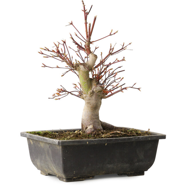 Acer palmatum, 26 cm, ± 15 jaar oud