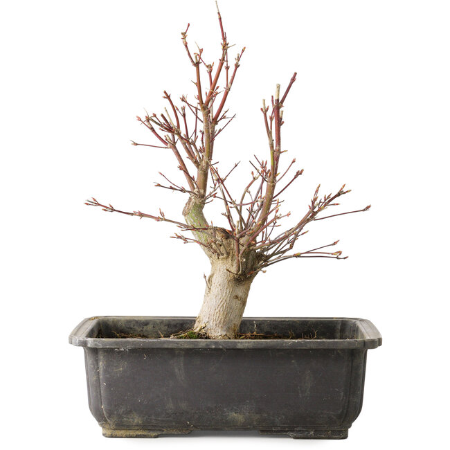 Acer palmatum, 30 cm, ± 15 jaar oud