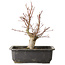 Acer palmatum, 30 cm, ± 15 jaar oud