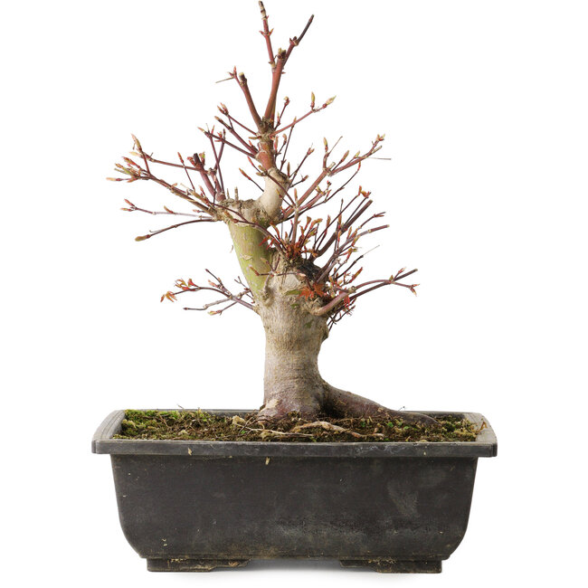 Acer palmatum, 26 cm, ± 15 ans