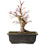 Acer palmatum, 26 cm, ± 15 jaar oud