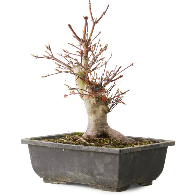 Acer palmatum, 26 cm, ± 15 Jahre alt