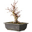 Acer palmatum, 26 cm, ± 15 jaar oud