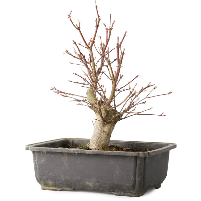 Acer palmatum, 30 cm, ± 15 jaar oud
