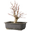 Acer palmatum, 30 cm, ± 15 jaar oud