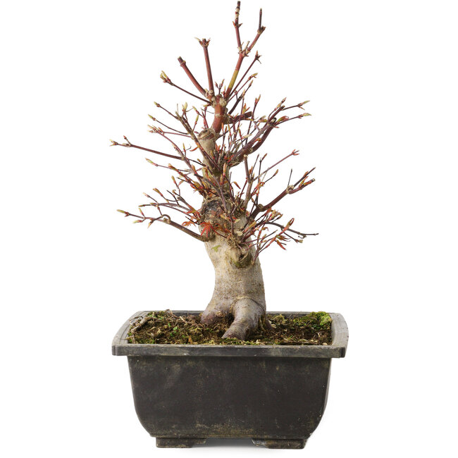 Acer palmatum, 26 cm, ± 15 years old