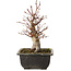 Acer palmatum, 26 cm, ± 15 jaar oud