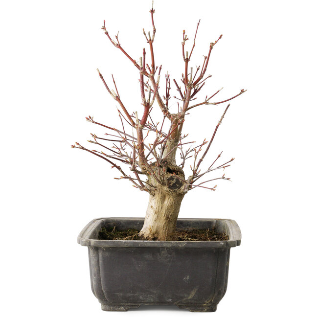 Acer palmatum, 30 cm, ± 15 Jahre alt