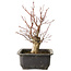 Acer palmatum, 30 cm, ± 15 jaar oud