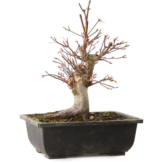 Acer palmatum, 26 cm, ± 15 ans