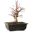 Acer palmatum, 26 cm, ± 15 jaar oud