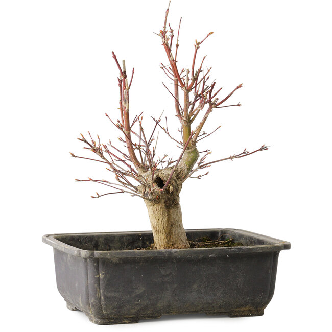 Acer palmatum, 30 cm, ± 15 years old