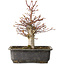 Acer palmatum, 30 cm, ± 15 jaar oud