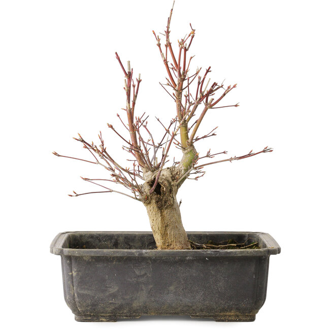 Acer palmatum, 30 cm, ± 15 ans