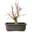 Acer palmatum, 30 cm, ± 15 jaar oud