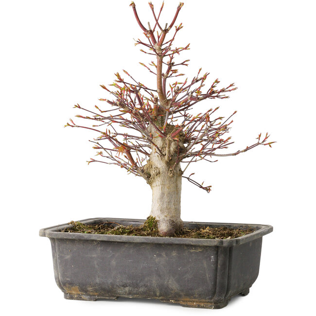 Acer palmatum, 30 cm, ± 15 years old