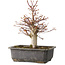 Acer palmatum, 30 cm, ± 15 jaar oud