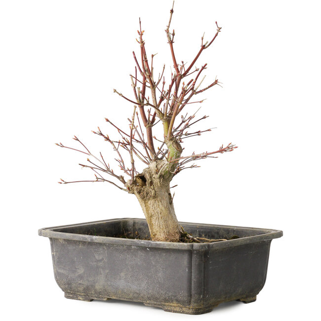 Acer palmatum, 30 cm, ± 15 years old