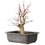 Acer palmatum, 30 cm, ± 15 jaar oud