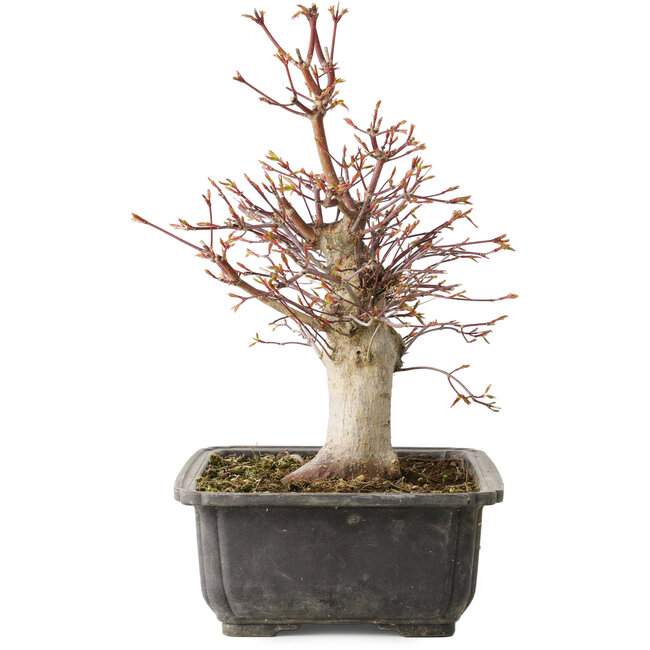Acer palmatum, 30 cm, ± 15 años