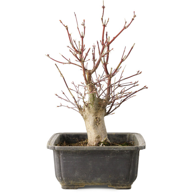 Acer palmatum, 30 cm, ± 15 years old