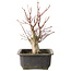 Acer palmatum, 30 cm, ± 15 jaar oud