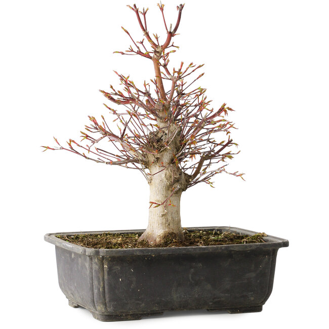 Acer palmatum, 30 cm, ± 15 Jahre alt