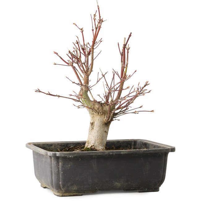 Acer palmatum, 30 cm, ± 15 anni