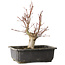 Acer palmatum, 30 cm, ± 15 jaar oud