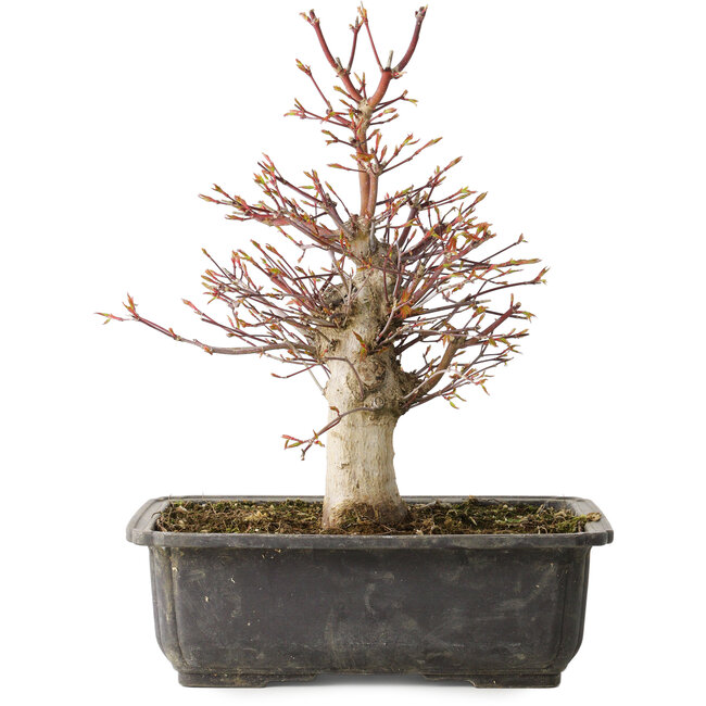 Acer palmatum, 30 cm, ± 15 ans
