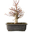 Acer palmatum, 30 cm, ± 15 jaar oud