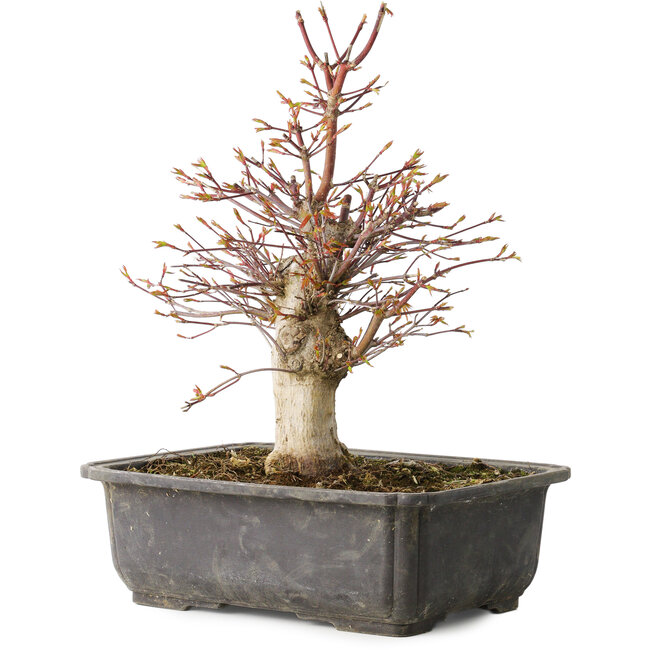 Acer palmatum, 30 cm, ± 15 years old
