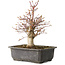 Acer palmatum, 30 cm, ± 15 jaar oud
