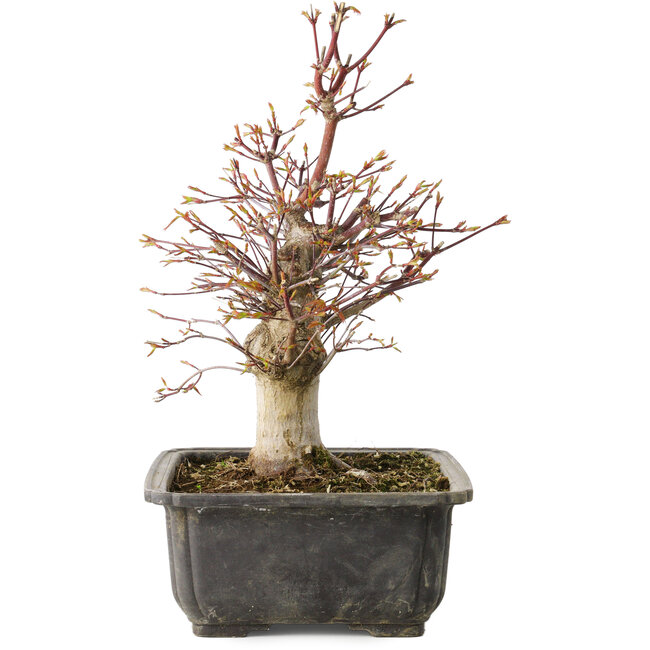 Acer palmatum, 30 cm, ± 15 years old