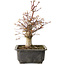 Acer palmatum, 30 cm, ± 15 jaar oud
