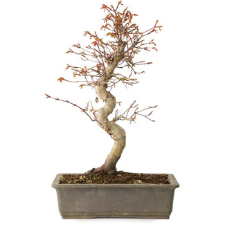 Acer palmatum, 32 cm, ± 15 jaar oud