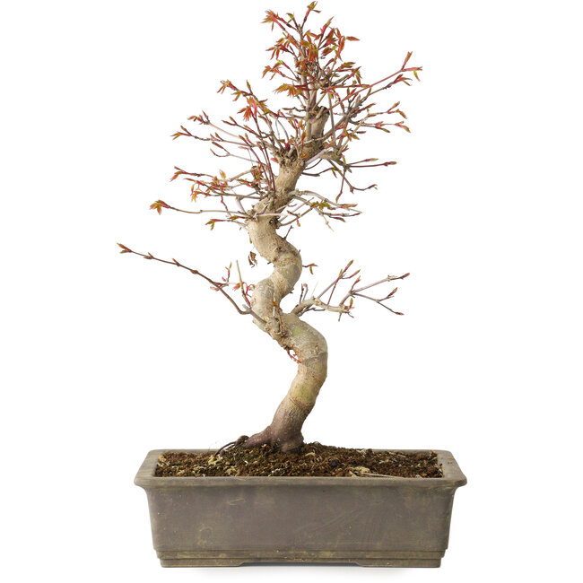Acer palmatum, 32 cm, ± 15 jaar oud
