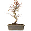 Acer palmatum, 32 cm, ± 15 jaar oud