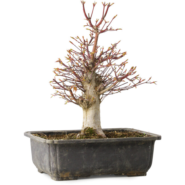 Acer palmatum, 30 cm, ± 15 years old