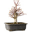 Acer palmatum, 30 cm, ± 15 jaar oud
