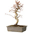 Acer palmatum, 32 cm, ± 15 jaar oud