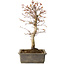 Acer palmatum, 32 cm, ± 15 jaar oud