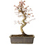 Acer palmatum, 32 cm, ± 15 jaar oud