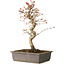 Acer palmatum, 32 cm, ± 15 jaar oud