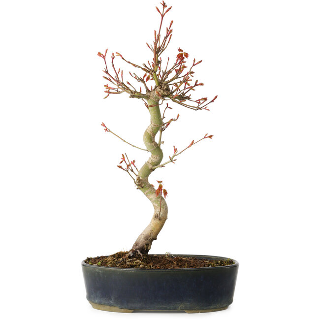Acer palmatum, 36 cm, ± 15 jaar oud