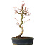 Acer palmatum, 36 cm, ± 15 jaar oud