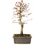 Acer palmatum, 32 cm, ± 15 jaar oud