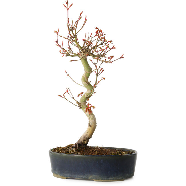 Acer palmatum, 36 cm, ± 15 anni